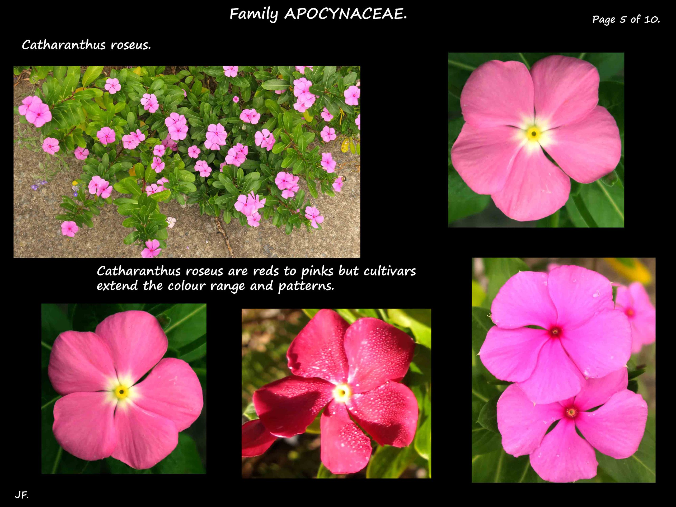5 Pink Catharanthus